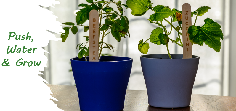Seed sticks in a pot with zucchini and tomato