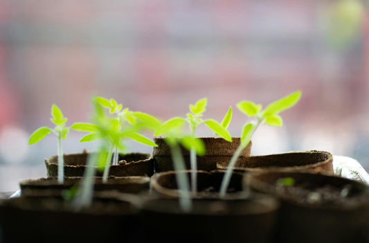 Sowing Seeds Indoors