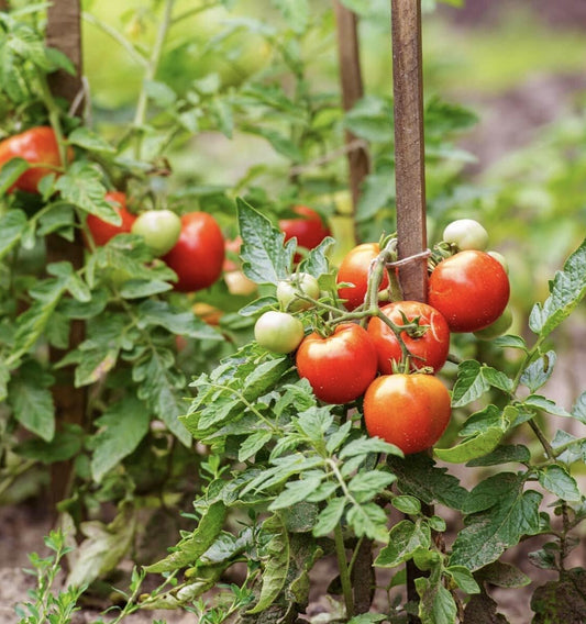 Pruning Tomato Plants: A Guide to a Bountiful Harvest!