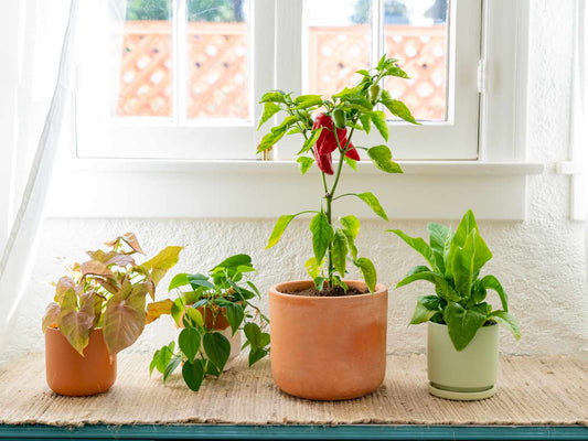 Can I Plant Indoors?