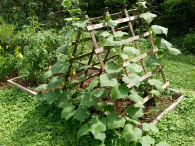 Vine Growing Plants