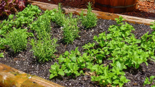 How to take care of Herbs