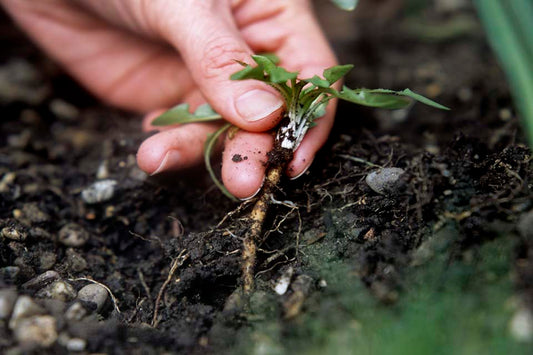 Importance of Weeding Your Garden