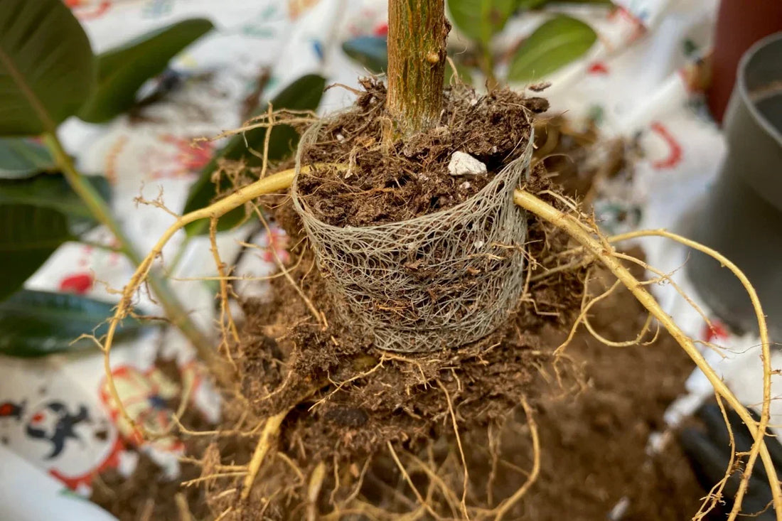 Should You Remove Biodegradable Pots Before Transplanting? Here’s the Truth.