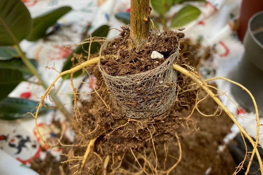 Should You Remove Biodegradable Pots Before Transplanting? Here’s the Truth.