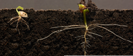 When Seed Orientation Matters