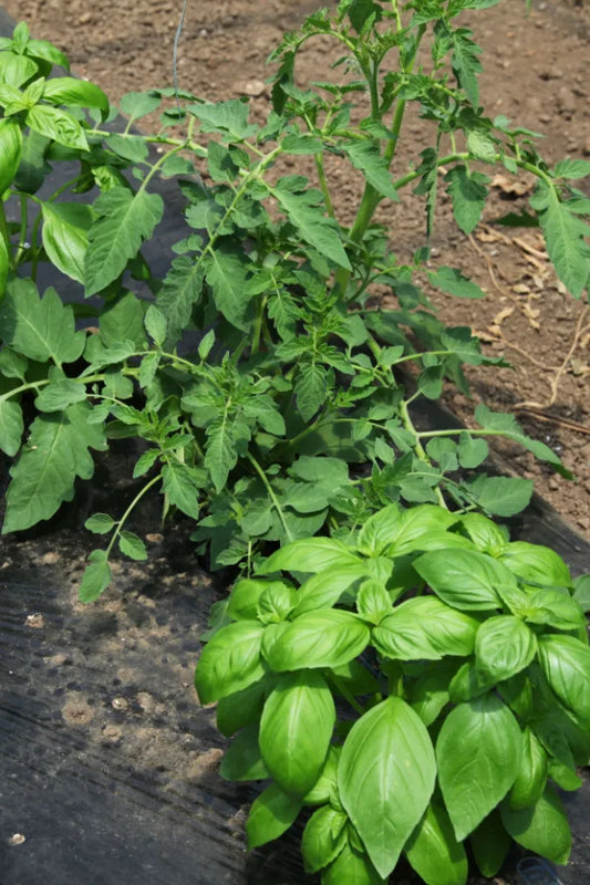 Plant Tomatoes and Basil Together