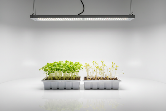 Best Light Setup for Indoor Seed Starting
