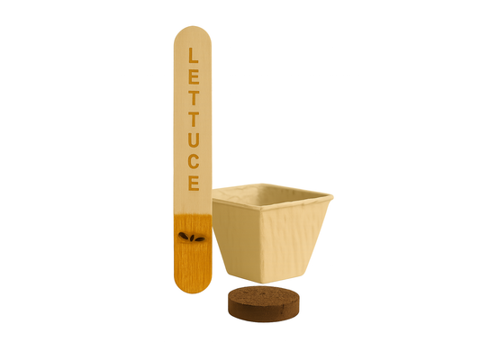 Lettuce (Butterhead)